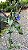 CAMARÃO AZUL (Eranthemum pulchellum) - Muda com até 70 cm - Imagem 2