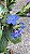CAMARÃO AZUL (Eranthemum pulchellum) - Muda com até 70 cm - Imagem 5