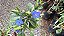 CAMARÃO AZUL (Eranthemum pulchellum) - Muda com até 70 cm - Imagem 6