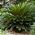 CICA (Cycas revoluta) - Muda com até 80 cm - Imagem 3