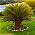 CICA (Cycas revoluta) - Muda com até 80 cm - Imagem 1