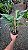 LÍRIO DO AMAZONAS (Eucharis grandiflora) - Muda com até 70 cm - Imagem 6
