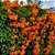 CIPÓ DE SÃO JOÃO LARANJA (Pyrostegia venusta) - Muda com até 80 cm - Imagem 1