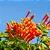 CIPÓ DE SÃO JOÃO LARANJA (Pyrostegia venusta) - Muda com até 80 cm - Imagem 2
