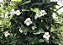 TUMBERGIA BRANCA (Thunbergia fragrans) - Muda com até 1 metro - Imagem 3