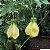 SINO AMARELO (Abutilon darwinii) - Muda com até 80 cm - Imagem 2