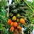 MAMÃO PAPAYA (Carica Papaya) - Muda com até 60 cm - Imagem 2