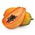 MAMÃO PAPAYA (Carica Papaya) - Muda com até 60 cm - Imagem 1