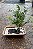 BONSAI JABUTICABA (Plinia cauliflora) - Jardineira 1.1L Muda com 6 Anos - Imagem 2
