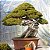 BONSAI SHIMPAKU (Juniperus chinensis 'Shimpaku') - Jardineira 1.1L Muda com 2 Anos - Imagem 1
