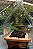 BONSAI SHIMPAKU (Juniperus chinensis 'Shimpaku') - Jardineira 1.1L Muda com 2 Anos - Imagem 3
