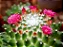 CACTO BOLA DE NEVE (Mammillaria polythele) - P09 - Imagem 4