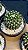 CACTO BOLA DE NEVE (Mammillaria polythele) - P09 - Imagem 2