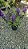 ANGELÔNIA (Angelonia angustifolia) - Pote 15 - Imagem 7