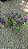 ANGELÔNIA (Angelonia angustifolia) - Pote 15 - Imagem 6