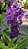 ANGELÔNIA (Angelonia angustifolia) - Pote 15 - Imagem 4