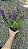 ANGELÔNIA (Angelonia angustifolia) - Pote 15 - Imagem 5