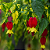 ABUTILON VARIEGATA (Abutilon megapotamicum 'Varieagatum') - C21 - Imagem 1
