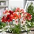 AMARÍLIS CORES (Amaryllis) - BULBO - Imagem 1