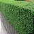 LIGUSTRO VERDE (Ligustrum sinensis) - Muda com até 1 metro - Imagem 2
