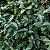 LIGUSTRO VERDE (Ligustrum sinensis) - Muda com até 1 metro - Imagem 1