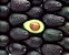 ABACATE AVOCADO ou HASS (Persea americana) - Muda enxertada com até 1 metro - Imagem 2