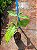 GUARANÁ (Paullinia cupana) - Muda com até 60 cm - Imagem 4