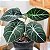 Alocasia Black Velvet - P12 - Imagem 2
