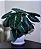 Alocasia Black Velvet - P12 - Imagem 3