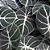 Alocasia Black Velvet - P12 - Imagem 1