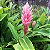 Alpinia Purpurata ROSA - Muda com 60 cm - Imagem 1