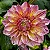 DÁLIA CORES - BULBO - Imagem 3