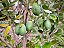 FEIJOA ou GOIABA SERRANA (Feijoa sellowiana) - Muda com até 1 metro - Imagem 2