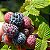 FRAMBOESA NEGRA (Mysore raspberry) - Muda com até 70 cm - Imagem 1