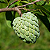FRUTA DO CONDE (Annona squamosa, L) - Muda com até 80 cm - Imagem 1