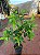 JAMBO BRANCO (Syzygium aqueum) - Muda - Imagem 5