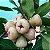 JAMBO SINO BRANCO (Syzygium aqueum) - Muda com até 70 cm - Imagem 1
