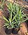 ABACAXI (Ananas comosus) - Muda com 30 a 40 cm - Imagem 2