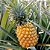 ABACAXI (Ananas comosus) - Muda com 30 a 40 cm - Imagem 1