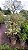 JABUTICABA VARIEGATA (Plinia cauliflora "Variegata") - Muda com até 1,50m - Imagem 2