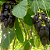 JADE NEGRA (Mucuna nigricans) - Muda com 1 metro - Imagem 1