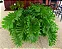Philodendron Shangri-La - Pote 20 com 30 cm - Imagem 2
