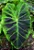 Colocasia illustris - Pote 20 com 60 cm - Imagem 2