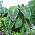 Colocasia illustris - Pote 20 com 60 cm - Imagem 1