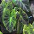 Colocasia illustris - Pote 20 com 60 cm - Imagem 4