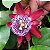 MARACUJÁ DOCE (Passiflora Alata) - Muda com 50 cm - Imagem 2