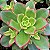Aeonium Kiwi - Pote 9 - Imagem 1