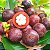 MANGOSTÃO VERMELHO ou MANGOSTIM (Garcinia mangostana) - Muda com até 30 cm - Imagem 1
