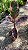 FICUS RUBY (Ficus elastica 'Ruby') - Pote 17 - Imagem 7