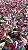 FICUS RUBY (Ficus elastica 'Ruby') - Pote 17 - Imagem 4